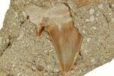 Otodus Shark Tooth Fossil in Rock - Eocene #230931-1